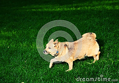 Old dog on green grass