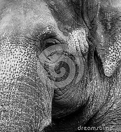 Old Elephant Portrait 2