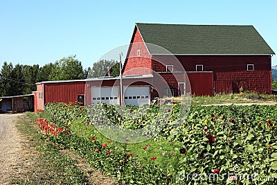 Old farm barn & flower field, Portland OR.