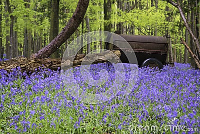 Old farm machinery in vibrant bluebell Spring forest landscape