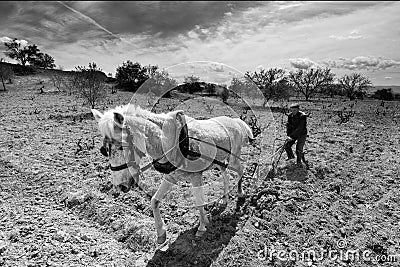 Old farmer plow horse