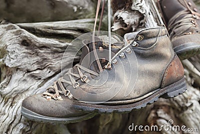 Old-fashioned hiking shoes hanging on trunk.