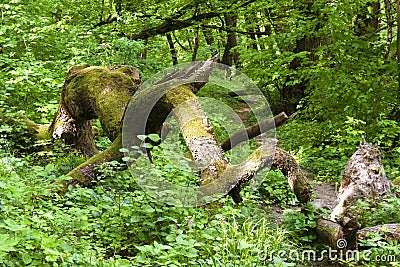 Old felled mossy oak tree