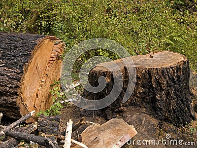 Old Growth Fir Tree Cut Down Royalty Free Sto