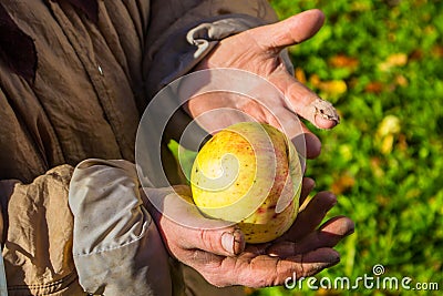 Old hands and apple