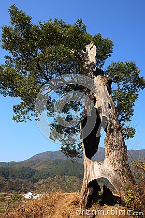 Old hollow trees at village Lingjiao