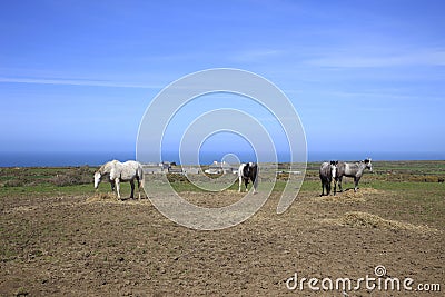 Old Horses grazing Cornwall England