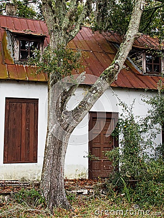 Old house and tree vertical