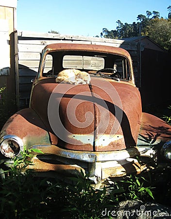 Old Junk Car with Cat