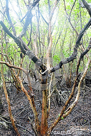 Old Mangrove tree