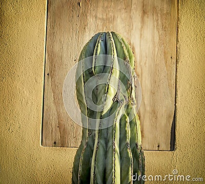 Old Mexican Cactus