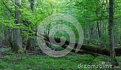 Old oak tree broken lying in spring forest