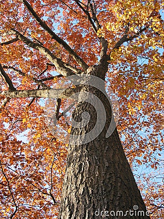 Old oak tree in the fall 1