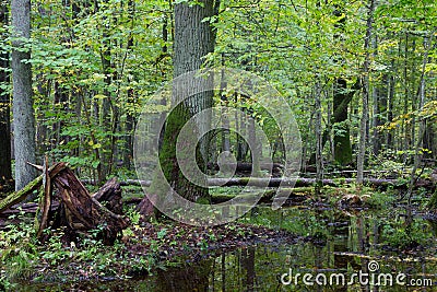 Old oak tree and water in fall forest