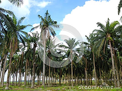 Old palm oil tree