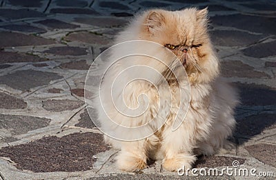 Old red Persian cat