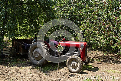 Old red tractor in cherry orchard