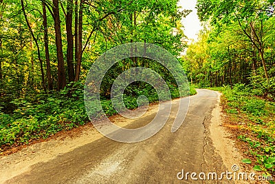 Old road in forest