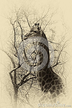 Old Sepia Image Giraffe Head Side Profile