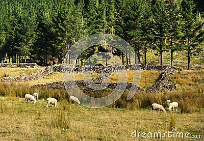 Old Sheep Holdings