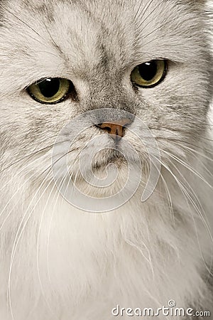 Old Silver Persian cat