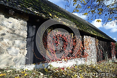 Old stone and wooden barn covered by moss and climbing plants in autumn