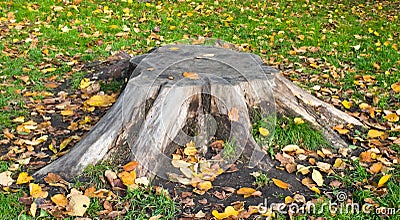 The old stump of the tree.