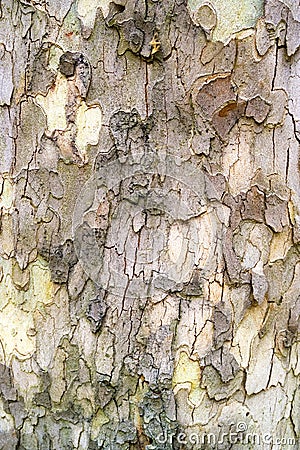 Old sycamore tree bark