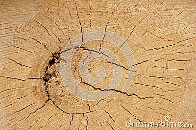 Old Tree Cross Section