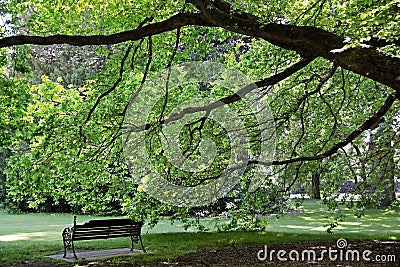 Old tree and park bench