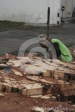 OLD TREE ROOTS SEEKER