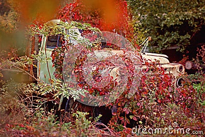 Old truck overgrown red wild grapes