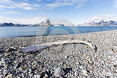 Old whale bone on the coast of Spitsbergen, Arctic