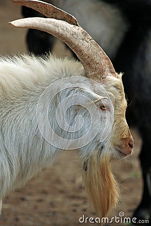 Old white goat