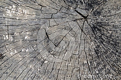 Old wood texture