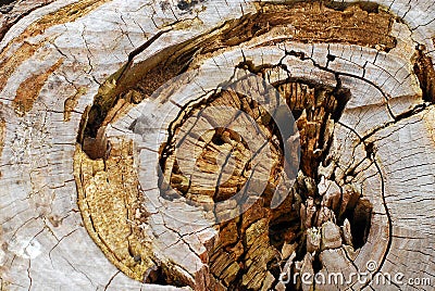 Old wood tree rings background