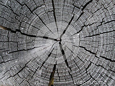 Old Wood Tree Rings Texture