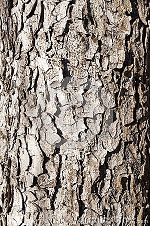 Old wood tree