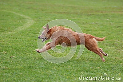 Older dog running