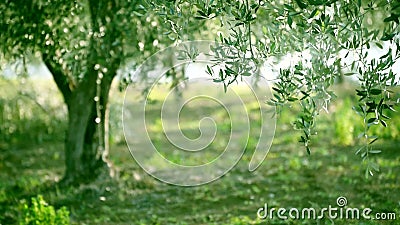 olive garden greentree olive tree leaves stock 66657555 olive garden greentree olive tree leaves stock 66657555