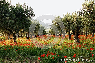 Olive trees on a carpet of poppies#2