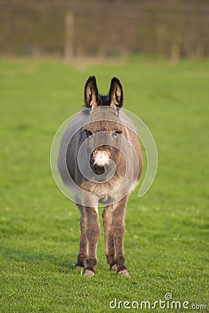 One cute donkey