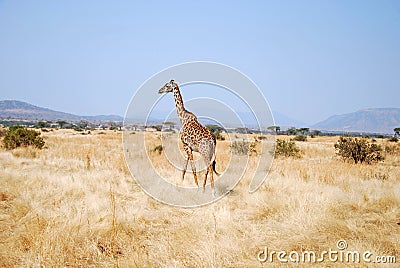 One day of safari in Tanzania - Africa - Giraffe