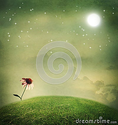 One echinacea flower under the moon