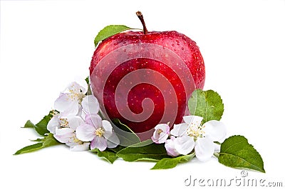 One Juicy Red Apple and flowers