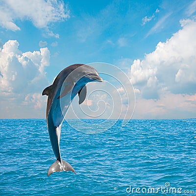 One jumping dolphins