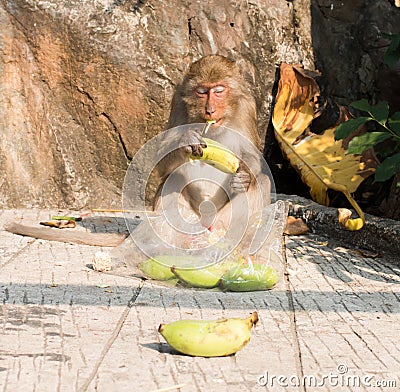 One monkey eating banana