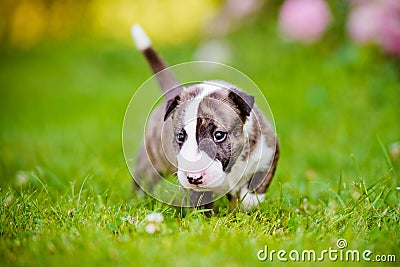 One month old bull terrier puppy