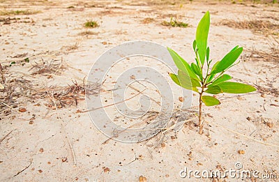 One plant growing in dry area