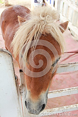 One pony in corral